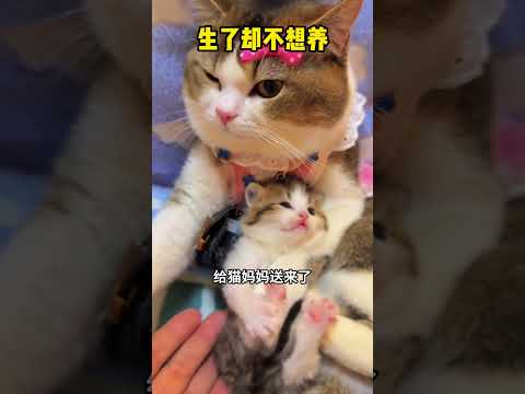 猫妈妈生了却不想养， 这可怎么办？ #影視解説 #大熱門 #精彩影视 #搞笑 #影视聚焦 #感人壹幕 #熱門 #funny #automobile #正能量 thumbnail