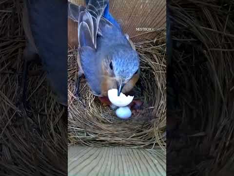 She does something unexpected with the last egg #shorts #birds #animals #wildlife #birdwatching thumbnail