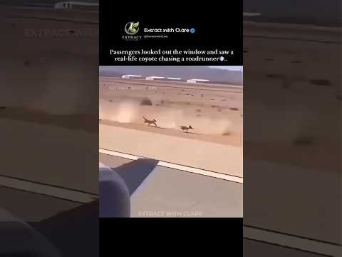 Real-Life Roadrunner Chase 🏃‍♂️💨 thumbnail