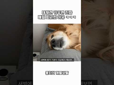 대형견 키우면 매일 피곤한 이유 ㅋㅋㅋ thumbnail
