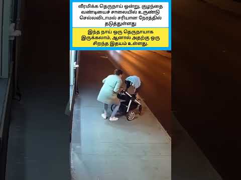 இந்த நாய் ஒரு தெருநாயாக இருக்கலாம், ஆனால் அதற்கு ஒரு சிறந்த இதயம் உள்ளது. #shorts thumbnail