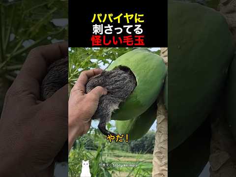 パパイヤに刺さってる怪しい毛玉 thumbnail