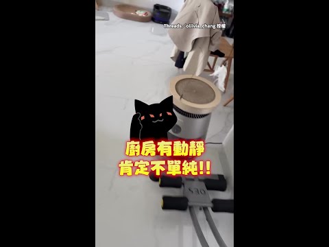 【瞇瞇眼求饒】廚房抓到2隻現行犯！貓兄留下為妹承擔一切 #Shorts thumbnail