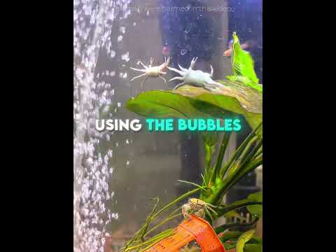This Crab Got ADDICATED to the Bubble Ride ?? #usa thumbnail