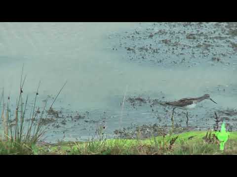 Greenshank thumbnail