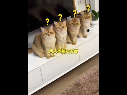 猫たちのためにすごく大きなベッドを買いました❤️#shorts thumbnail