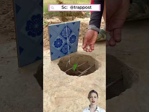 ⚠️🐤 Đừng Để Chim Bay Vào Bẫy #shorts thumbnail