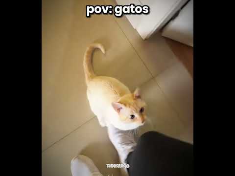 o gato farmou muita aura kkkkk l #humor #engraçado #gatos #shorts thumbnail