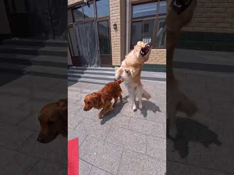 一个高兴太早一个落地瞬秒！#狗狗#狗狗的日常#金毛#萌宠 thumbnail