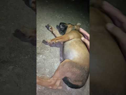 Mama Ara Kaget Anjing Nangis Kakinya Sakit Kn Mobil Papa Mnta Diantar K Dokter. Kasian Maaf Anjing?? thumbnail