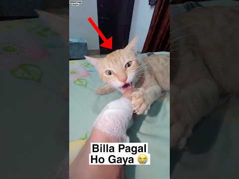 Billa Pagal Ho Gaya 😭 thumbnail