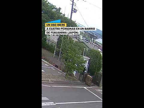 Un oso hiere a cuatro personas en Fukushima (Japón) thumbnail