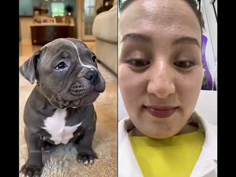 #duet #adorably #funny #adoreble #chihuahua #mreviatar #puppy #pets #cutedog #cutedog #reaction thumbnail