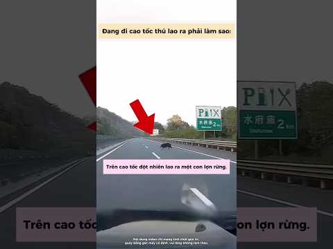 Đang đi cao tốc thú lao ra thì phải làm sao? thumbnail