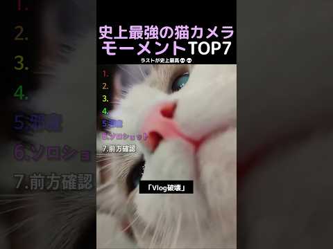 史上最強の猫カメラモーメントTOP7 thumbnail
