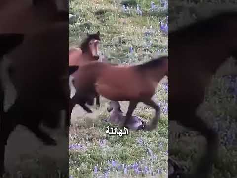 كان أول عدو واجهه حصانًا فحلًا thumbnail