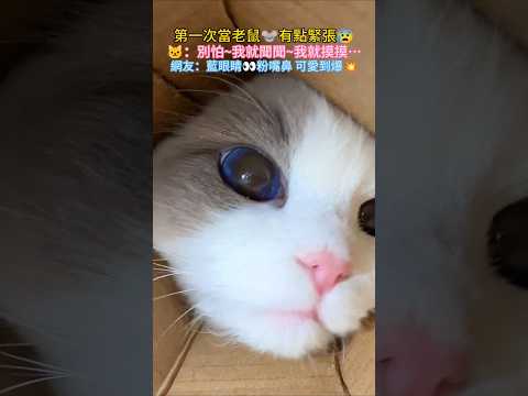 第一次當老鼠🐭有點緊張😰 🐱：別怕~我就聞聞~就摸摸🥰 網友：藍眼睛👀粉嘴鼻 可愛到爆💥💖 #cat #cute #healing #shorts #funny thumbnail