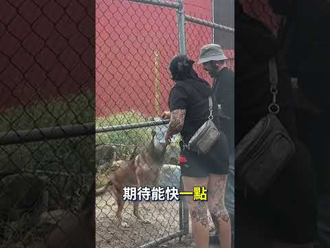 狗狗的苦誰能體會 thumbnail