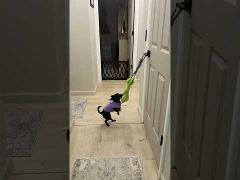 Chihuahua vs The Grinch #puppy #doglover #chihuahua #funny #cute thumbnail