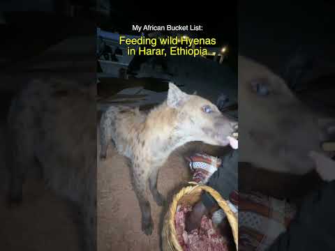 Hand-Feeding Dangerous Wild Hyenas in Africa thumbnail