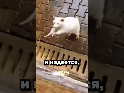 Енотик альбинос thumbnail