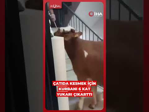 Bursa'da bir vatandaş kesmek için büyükbaş hayvanı altıncı kata çıkarttı #shorts #kurban thumbnail