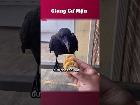 Nhỏ này khôn dữ 🐦‍⬛ #giangcuman thumbnail