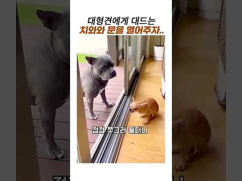 대형견에게 한판붙자는 치와와 문열어줬더니#웃긴동물#치와와 #아메리칸 불리 #대형견 thumbnail