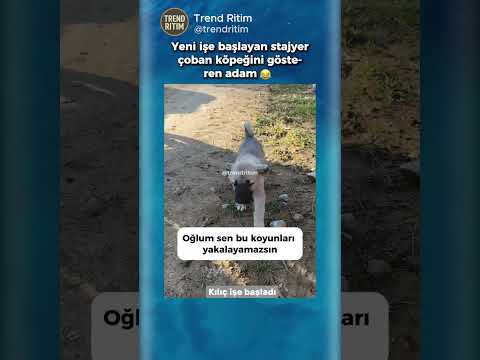Yeni İşe Başlayan Stajyer Köpeğini Tanıtan Adam 😂🤣 thumbnail