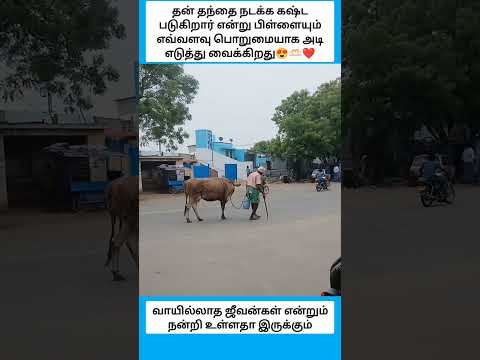 வாயில்லாத ஜீவன்கள் என்றும் நன்றி உள்ளதா இருக்கும் #shorts thumbnail