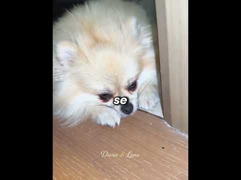 🌸🐶 Il Cane Che Raccolse Fiori Per Salvare Il Suo Padroncino thumbnail