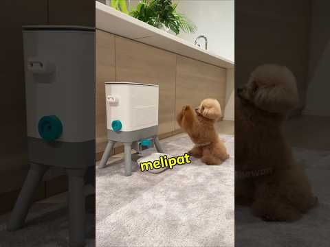 Anak Anjing Ini Lebih Pintar❤️ thumbnail