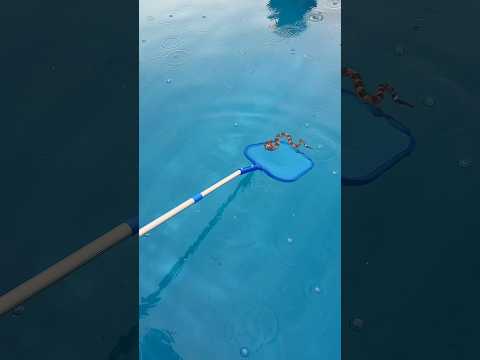“THERE’S A SNAKE IN THE POOL” 🐍🫣 #pool #snake #prank #funny #comedy #nature #trending #viral thumbnail
