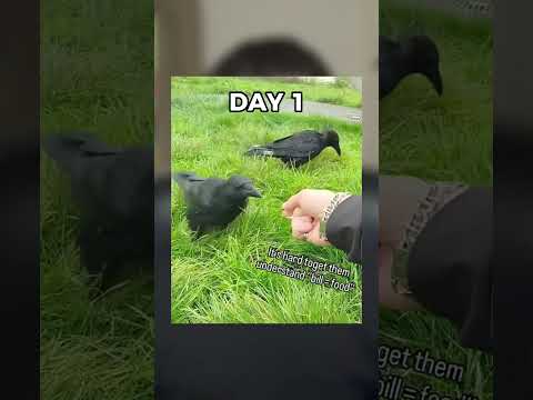 Addestra un ESERCITO di CORVI per farsi portare SOLDI! ?? #shorts #curiosità #storytelling thumbnail
