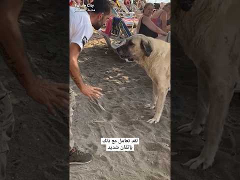 أنقذ كلبه من هجوم كلب الكانغال التركي thumbnail