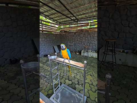 kk ade nemu burung apa #trandingshorts thumbnail