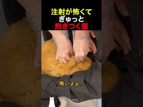 注射が怖くてぎゅっと抱きつく猫 thumbnail