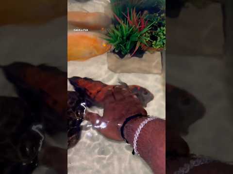 ഉള്ളിലെ മൃഗം പുറത്തുചാടി #keralafishing #shorts thumbnail
