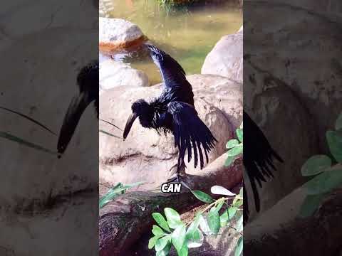 Openbill stork sunbathing#animals #funnyanimal #cute #funny #birds thumbnail