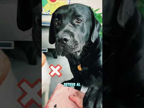Este perro negro no deberia recibir un trato diferente#funnyshorts #pets #cute #love thumbnail