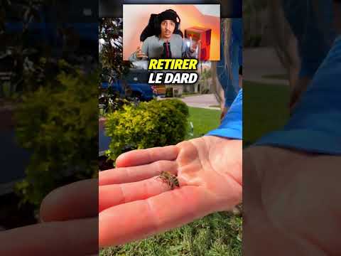 Que Se Passe-T-Il Après Qu'Une Abeille Pique ? 😰 thumbnail