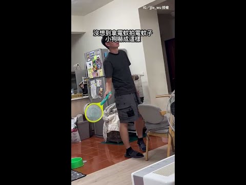 【膽小狗怕電蚊拍】八字眉歐告秒變小綿羊！整隻狂抖委屈到爆QQ #Shorts thumbnail