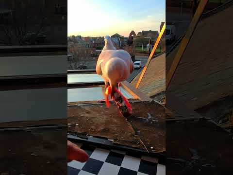 My Pet Seagulls New Platform Design! thumbnail