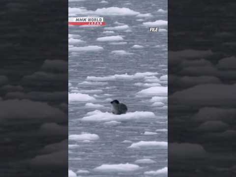 Japan team creates new method to gauge Arctic sea iceーNHK WORLD-JAPAN NEWS #shorts thumbnail