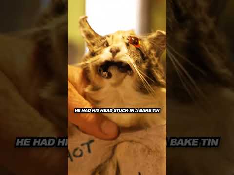 They call him cat MAN! thumbnail