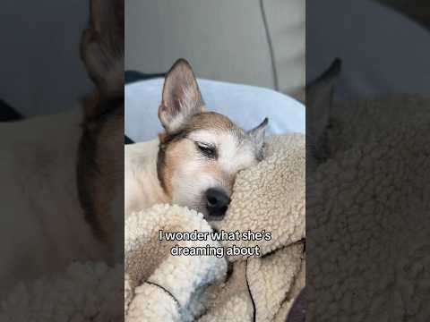 what’s Asya dreaming about thumbnail