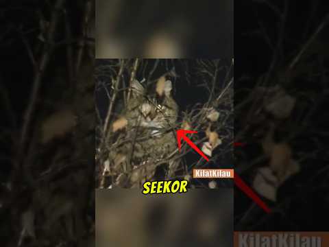 Gara-gara Selamatkan Kucing, Satu Flat Kena Blackout thumbnail