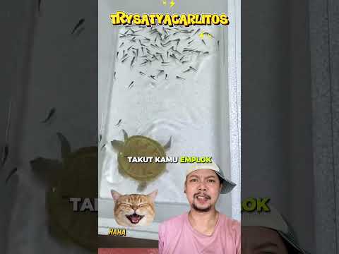 Kura kura pengen berteman dengan IKAN!!? #comedy #lucu #shorts #funny thumbnail