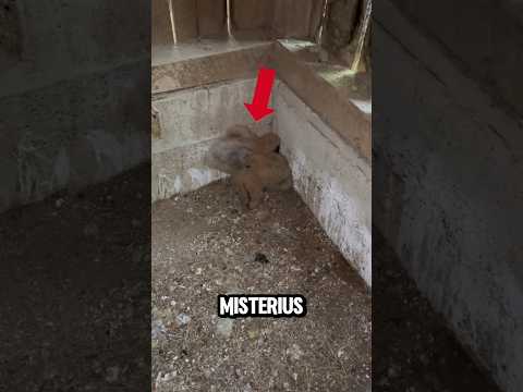Cewek ini nemuin hewan misterius, pas dibalik nikin shock!! thumbnail