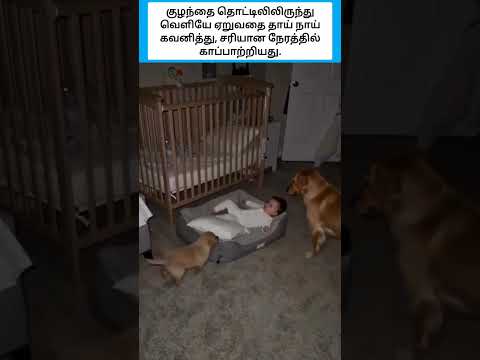 அந்த கடவுளே வந்து காப்பாத்தின மாதிரி! #shorts thumbnail